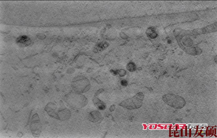 汕尾蔡司双束电镜